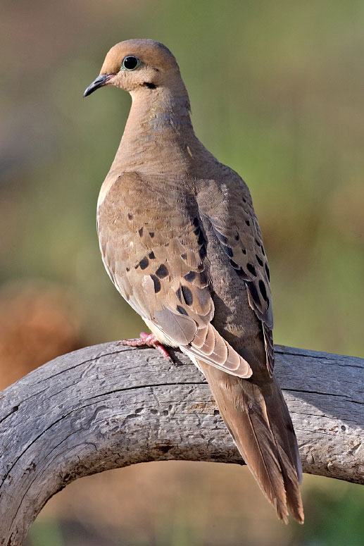 Mourning_Dove_2006